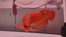 ikan arwana, arowana super red 50cm