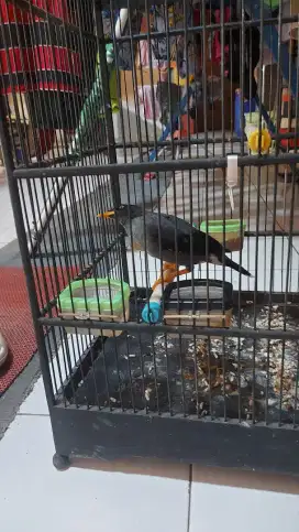 Burung Jalak Kebo Mata Putih