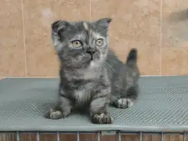 Munchkin gaelic/ Munchkin scottish fold betina