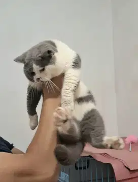 Pejantan British Shorthair
