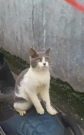 Kucing British Short Hair BSH