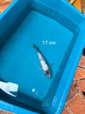 Ikan Koi Shiro Blitar