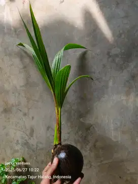 Bonsai kelapa hijua