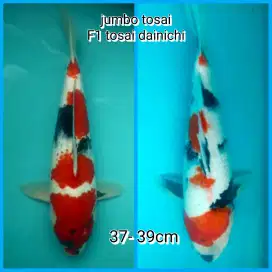 Ikan koi turunan import dainichi F1 jumbo calon istimewa terjangkau