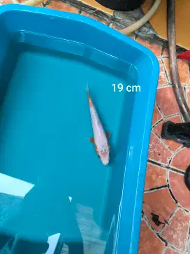 Ikan Koi Yuki Asagi