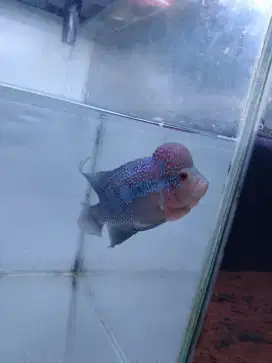 Ikan louhan/lohan srd