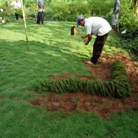 Rumput jepang rumput taman