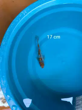 Ikan Koi Ochiba