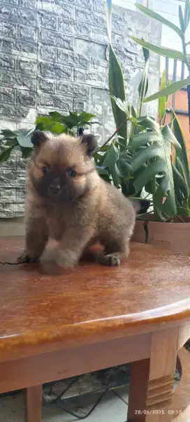 Jual minipom jantan lucu