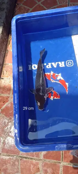 Ikan Koi Ochiba