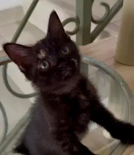 Bsh mix,open adopsi