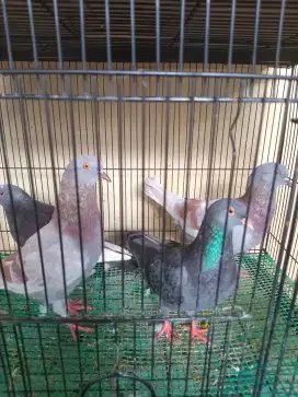 Open Adopt Dua Ekor Burung Merpati