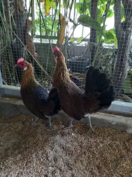 Dijual cepat ayam hutan betina