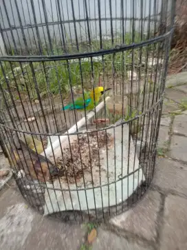 Jual burung warna bagus sdh bunyi