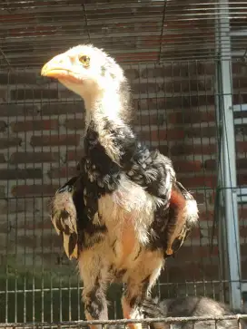 Ayam shamo eropa original