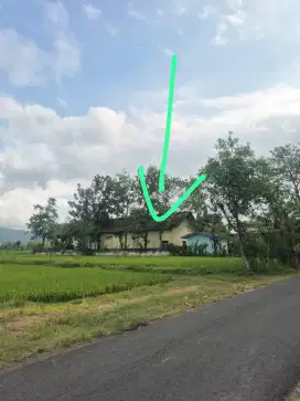 Jual tanah sawah 50 ru