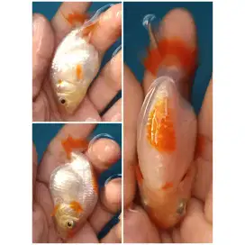Ikan Koki Ranchu