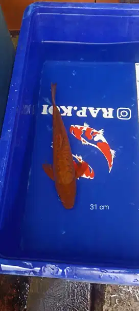 Ikan Koi Chagoi Aragoke