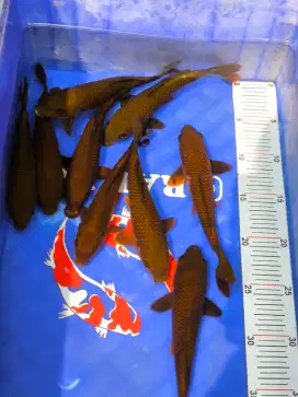 Ikan Koi Chagoi