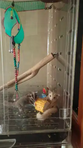 SUGAR GLIDER SEPASANG + KANDANG AKLIRIK & AKSESORIS