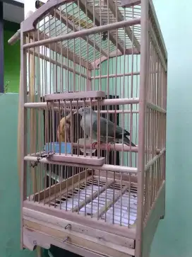 Burung Aviari punai hijau Bt/Tt