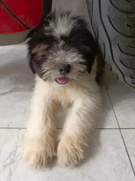 Anjing Shih Tzu 2 bulan