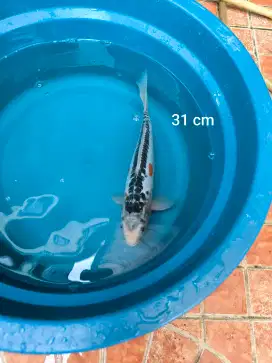 Ikan Koi Shusui