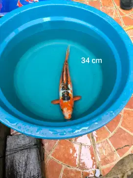 Ikan Koi Shusui
