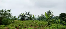 Tanah Perkebunan 3 Ha Di Cigombong