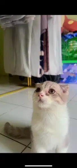 Kucing Kitten ScottishFold SH Jantan