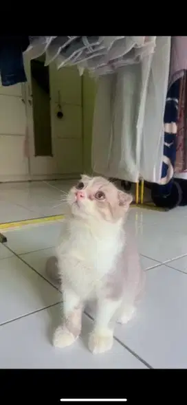 Kucing Kitten ScottishFold SH Jantan