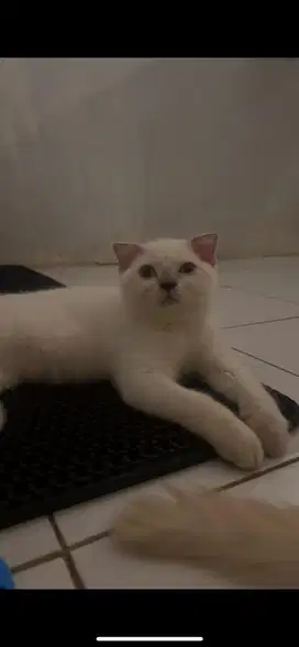 Kucing Kitten Scottishfold Sh White  Betina