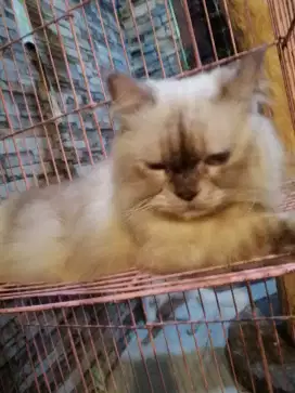 Kucing Anggora Persia Himalaya Jantan