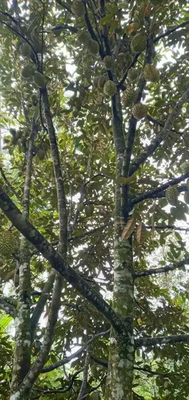 Dijual lahan luas bonus pohon duren di Sukabumi