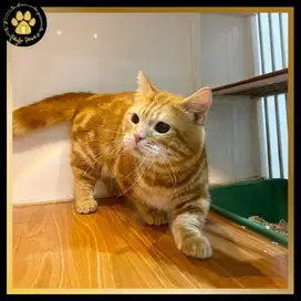 JASA PACAK KUCING CEBOL MUNCHKIN BSH RED TABBY GARANSI