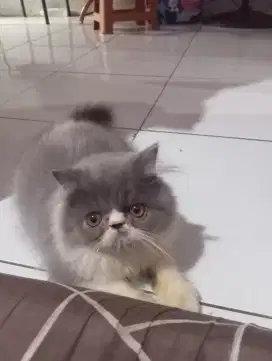 Kucing peaknose