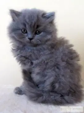 BSH mix BLH persia