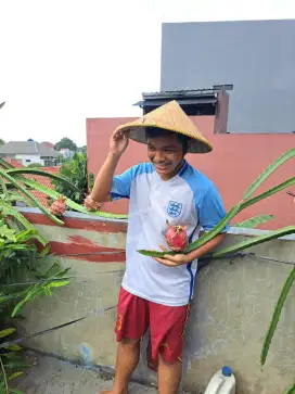 Bibit buah Naga merah
