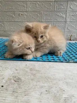 kitten bulu soft usia 1,5 bulan