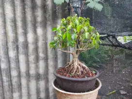 Pohon Bonsai siap pajang