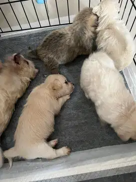 Anakan PomPoo open po