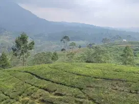 Tanah Kebun Teh Ciwidey Bandung