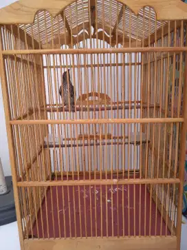 Burung cucak keling.