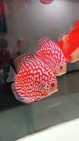 Discus diskus red pigeon