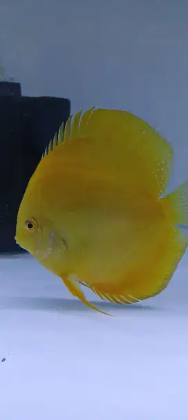 Discus golden yellow