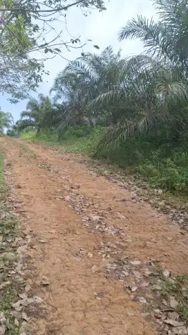 Jual tanah dekat IKN
