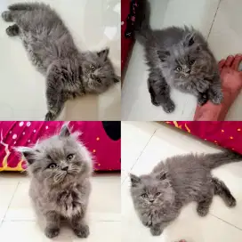 Persia BSH BLH nonped super gembul