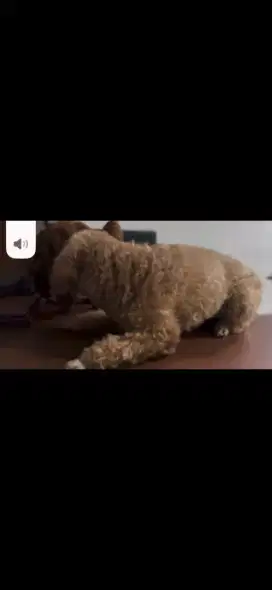 Jual anjing ras poodle