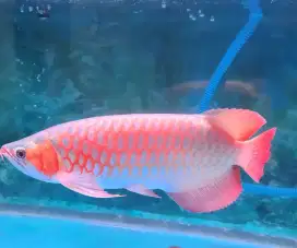 Ikan arwana arowana super red SR 49cm