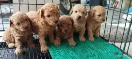 Jual toy & Tiny  poodle